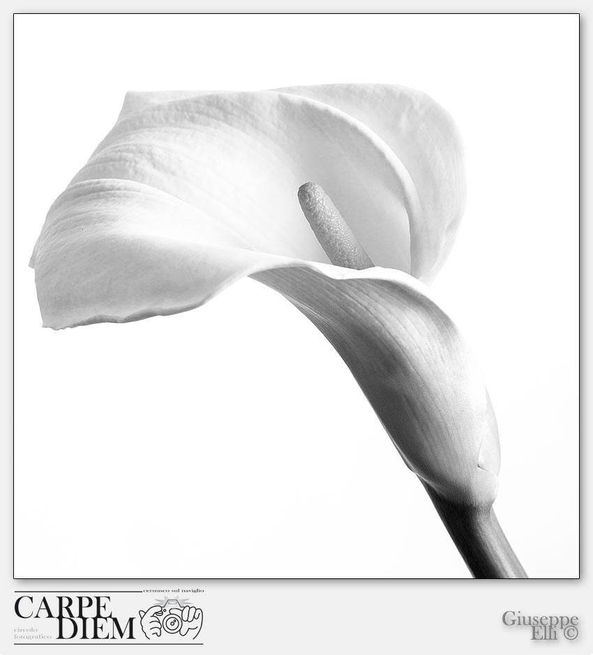 Calla bianco e nero.jpg